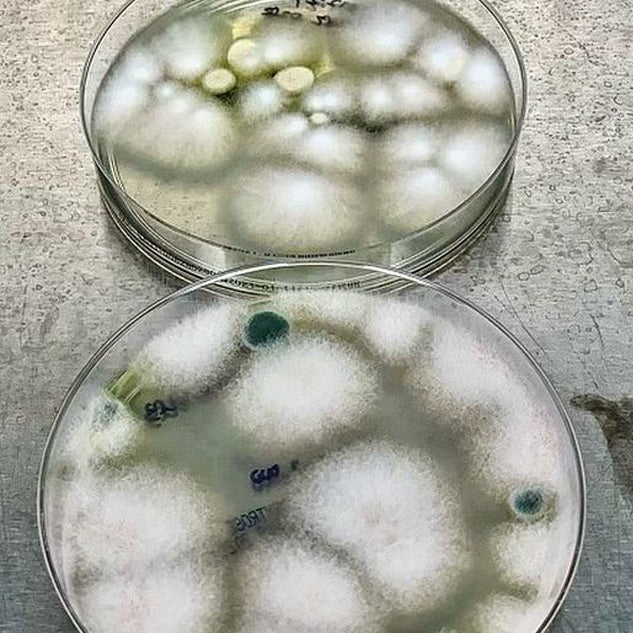 Microbiological Standard Test spectraanalyticallab